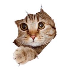 未使用品 ウォールステッカー 猫 インテリア かわいい 壁 装飾 デコレーション