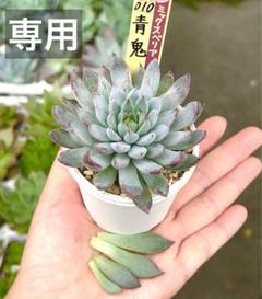 ㉑大きめ苗! 青鬼❣️紅染華❣️桜子❣️雪つぼみ❣️発根済