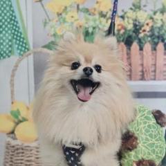 掲載