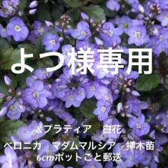かばのベロニカの中古 未使用品 メルカリ かばのベロニカの中古 未使用品 メルカリ