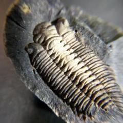 三葉虫　化石　fossil　ボリビア産　トライロバイト　三葉虫個体④ 三葉虫化石fossilボリビア産トライロバイト三葉虫個体③