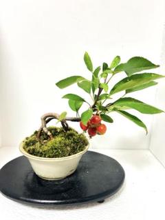 683.木黄 漢詩段足六角鉢 豆鉢 盆栽鉢 植木鉢 2*2.2*2cm