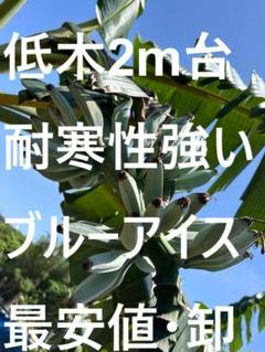 130cm,耐寒バナナ苗＝幻のゴールデンブラジル　南米最高峰美味モンスター◆低木 Yahoo!オークション - 80㎝ バナナ 糖度モンスター＝最高峰の