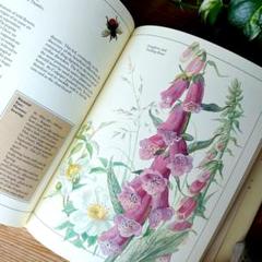 L758 洋書古書　希少！フランス ナタン社の植物図鑑 額装向けハーブ植物画多数 L758 洋書古書 希少！フランス ナタン社の植物図鑑 額装向け