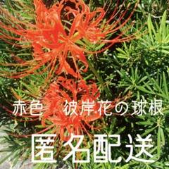 彼岸花 球根 コンパクトBOXいっぱい!500g以上! 大小混合サイズ