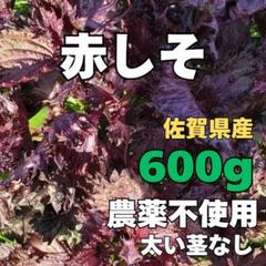 赤紫蘇【葉のみ】120g+10g無農薬・無化学肥料 赤紫蘇 葉のみ120g 無農薬、無化学肥料 - メルカリ