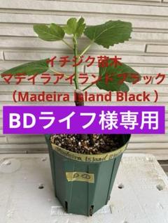2025年最新】ブラックマデイラ いちじくの人気アイテム - メルカリ