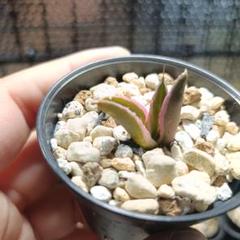 斑入り】スナグルトゥース 鉢ごとメルカリ便発送 - メルカリ