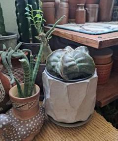 ジャーナルスタンダードファニチャー　植木鉢　イデー　プエブコ　ミッドセンチュリー ジャーナルスタンダードファニチャー植木鉢イデープエブコミッド