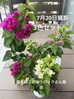 ブーゲンビレア 3色セット 開花中 匿名鉢ことゆうパック発送