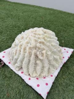 白珊瑚塊状特大