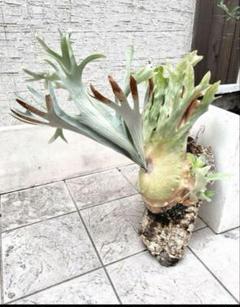 ヤ*ス様 P.FUBUKI 中株　ビカクシダ 楽天市場】ビカクシダ P.'Fubuki' 現品販売 産地直送 groote