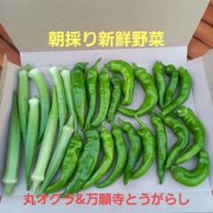 ⭐︎韓国青唐辛子⭐︎10Kg⭐︎農家直送⭐︎ knmart_ggg1