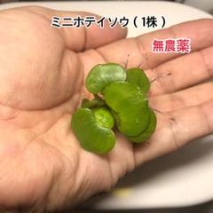 浮草 ホテイ草 ホテイアオイ １０株 金魚 メダカの中古 未使用品を探そう メルカリ