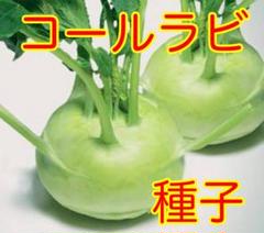 コールラビの種 緑コルラービの種 100粒