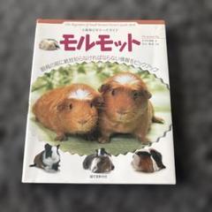 モルモット : 小動物ビギナーズガイド