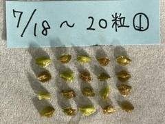 2025年最新】ケラリア ピグマエア 種子の人気アイテム - メルカリ
