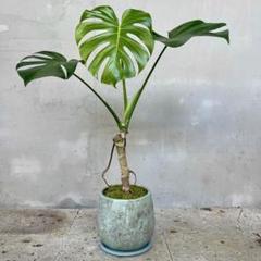 tt-y　根上がりモンステラ　天然苔　盆栽仕立て　陶器鉢　植え込み発送 tt-y様専用 根上がりモンステラ 天然苔 盆栽仕立て 陶器鉢