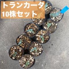 2月入荷 700粒+ パリー トランカータ 種 種子 証明書あり30 種子】Agave parryi var.truncata パリートランカータ 20粒
