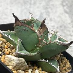 ト*ー様 多肉植物　アガベチタノタ 冰雹 ブツブツ顔出る株　極上鋸歯　極上強棘株 多肉植物 アガベチタノタ 冰雹 ブツブツ顔出る株 極上鋸歯 極上