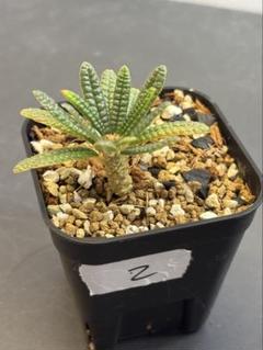 ドルステニア　ギガス　ブラータ　種　2粒 ドルステニア・ギガス 'ブラータ'（Dorstenia gigas f. bullata