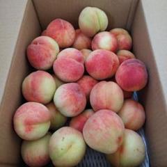 硬めカリカリ小玉桃10キロ　着色悪い桃　甘い桃 硬い桃】カリカリ食感の硬くて甘い品種の桃おすすめランキング
