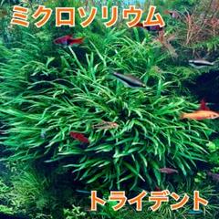 ミクロソリウムトライデント ミニの通信販売。(熱帯魚・水草