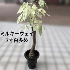 パキラ ミルキーウェイ 7寸 白勝ち パキラ ミルキーウェイ 7寸 白勝ち - メルカリ