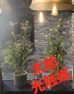 光触媒　人工観葉植物　ウォールグリーン　フェイクグリーン　オリーブとバロック58 光触媒 人工観葉植物 ウォールグリーン フェイクグリーン
