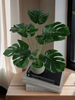 鉢植え付きモンテステラのサムネイル