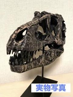 ティラノサウルス 恐竜 頭蓋骨 模型 化石 レプリカ T-Rex