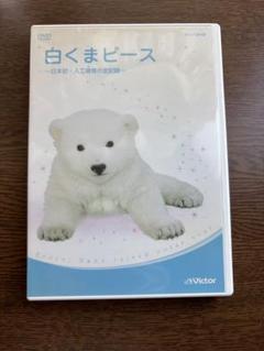 白くまピース　日本初人工哺育の全記録　DVD 愛媛県立とべ動物園 NHK