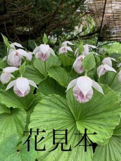 ❣️タイワンクマガイソウ8芽