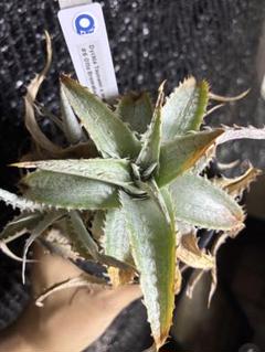 士魂植栽Dyckia SilverFox CrownofThorn 2025年最新】dyckia ottoの人気アイテム - メルカリ