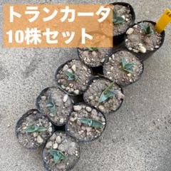 2025年最新】アガベ パリー トランカータの人気アイテム - メルカリ