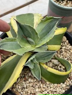 人気が高い 【酒呑童子琥珀】アガベ オルカ 抜き苗 植物/観葉植物