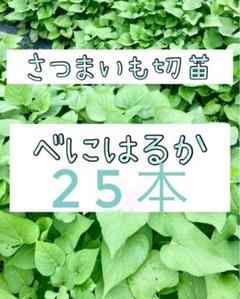 2025年最新】さつまいも 苗 ハロウィンの人気アイテム - メルカリ
