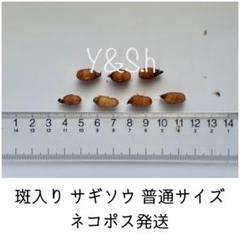 楽天市場】斑入りサギソウ（良球） 銀河（白覆輪） 20球