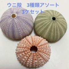 深海のウニ殻セット うに殻 28個 タコノマクラ 8個 セット ウニ 雲丹 うに 貝殻 No