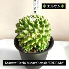 タ*ボ様 マミラリア☘️エルサム ・希少です✨✨(メルカリ便^^) タ*ボ様 マミラリア☘️エルサム ・希少です✨✨(メルカリ便