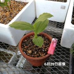 山野草　希少　ウラシルケンス　5号A培養土植え 山野草 希少 ウラシルケンス 5号B培養土植え - メルカリ