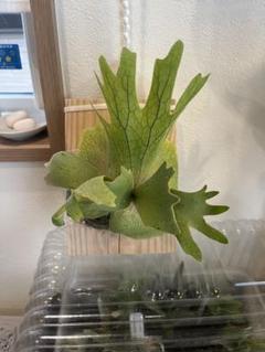 OMG×P.wilinckii Mr Sudden ビカクシダ OMG×P.wilinckii Mr Sudden ビカクシダ - メルカリ
