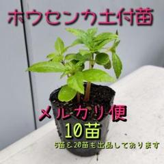 ほうせんかの苗　ホウセンカ　60苗　約5〜12cm 匿名発送 ほうせんかの苗 ホウセンカ 60苗 約5〜12cm 匿名発送