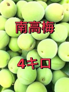 青梅　10キロ　①十郎　②南高梅　③白加賀　神奈川中井町産 2025年最新】南高梅10キロの人気アイテム - メルカリ