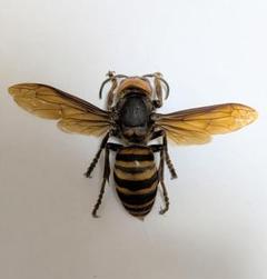 ハチの標本 黒と黄色 約15cm 2025年最新】ハチの人気アイテム - メルカリ