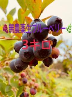 明日7/20朝摘み収穫当日発送 無農薬生ブルーベリー 3キロ - メルカリ