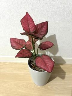 セール　希少レア　アグラオネマ　ピンク　トライペット　9,800　観葉植物 アグラオネマ ドラゴンピンク | Gardenえん 【観葉熱帯植物