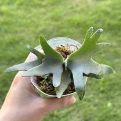 ビカクシダ P.willinckii OMG spore 2207 ☆ P. willinckii 'OMG' × 'Nano' spore grown 貯水葉は巻き込み