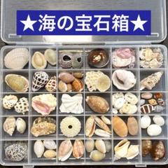 2025年最新】ウニ殻セットの人気アイテム - メルカリ
