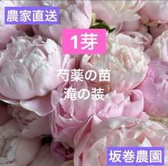 2025年最新】芍薬の苗の人気アイテム - メルカリ
